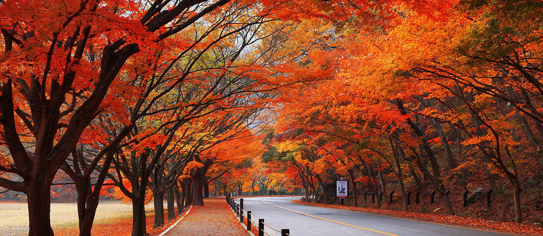 가을 단풍여행 꼭 가볼한 곳 베스트 5 여기는 꼭 가보세요!