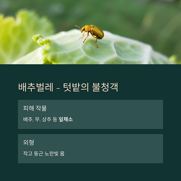 배추벌레 (Chrysomelidae)