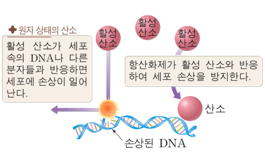 보이차 효능 13