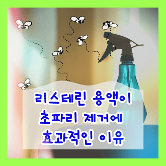 초파리 제거에 리스테린과 물 섞인 스프레이가 효과적인 이유