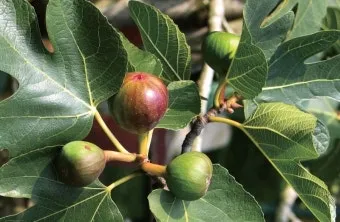 무화과 먹는 방법에 대한 보관팁_18