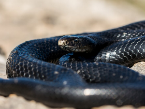 검은 뱀 꿈 해몽