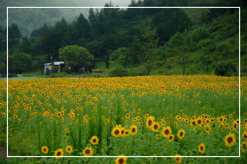 태백 여름 축제 2곳