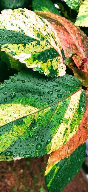 놓치기 쉬운 텃밭 병해충 초기 신호