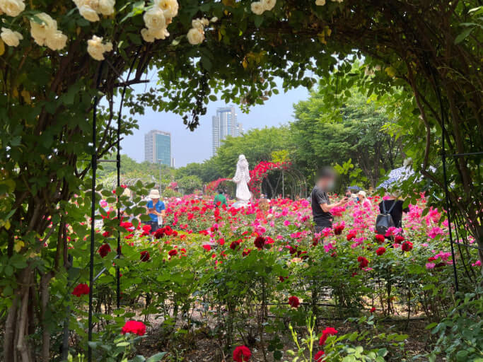 중랑 서울장미축제와 관련된 사진
