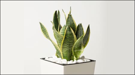 짧은 모양의 산세베리아