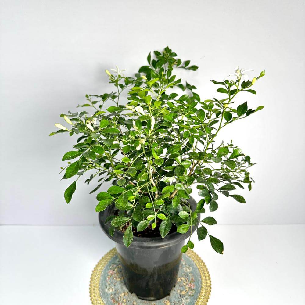 오렌지자스민 키우는법