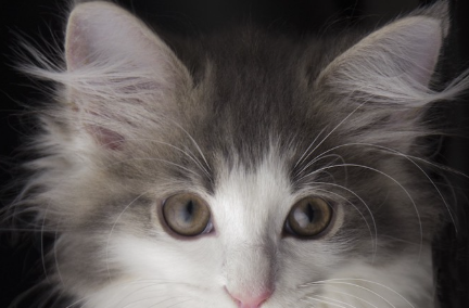 귀가 큰 고양이.