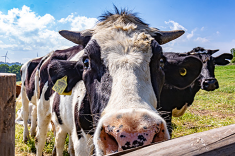대관령 하늘목장