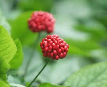 인삼 가격, 효능과 부작용