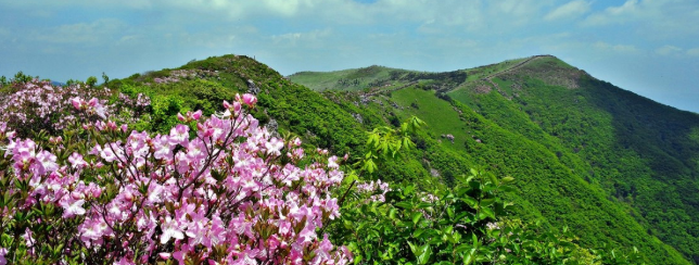 영주 소백산 철쭉제1