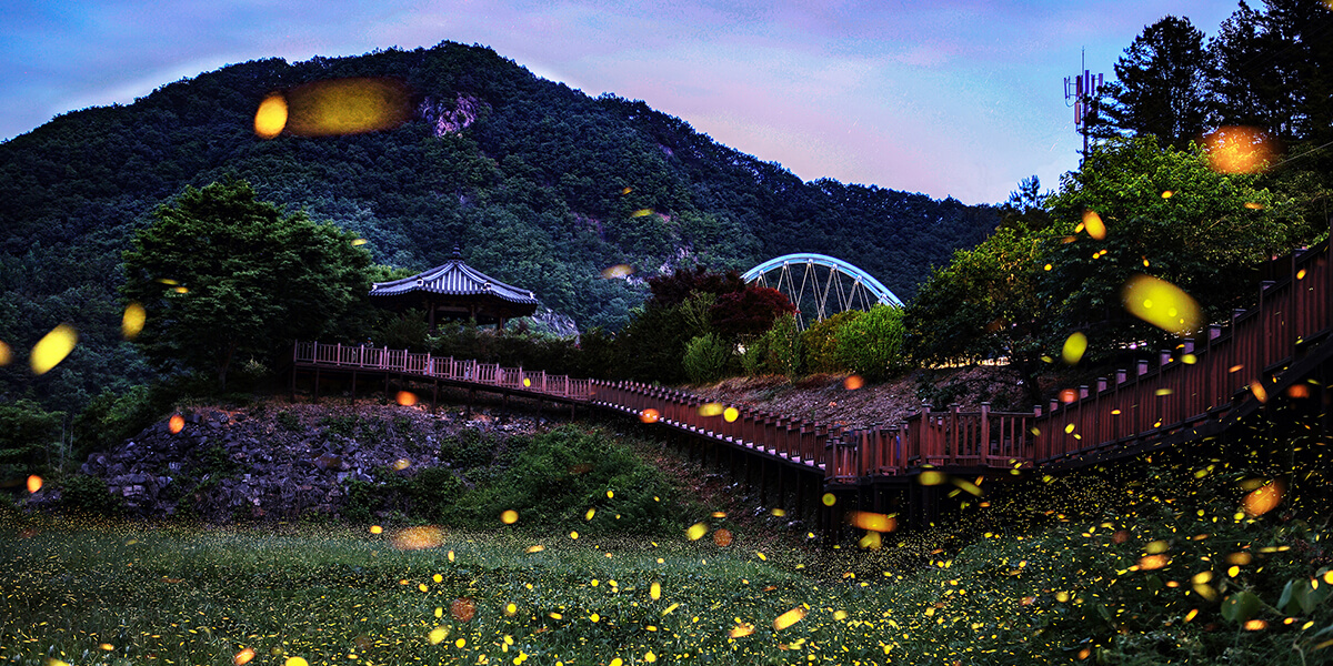 반딧불이로 가득한 정원의 모습