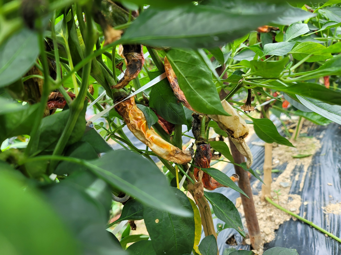 고추병충해 종류 사진 방재, 역병 탄저병 바이러스병 풋마름병