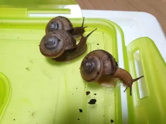 동양달팽이 가격 키우기 분양 수명 먹이 성격 종류_13