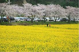 강원도 삼척 맹방 벚꽃길 벚꽃 명소 베스트 5 벚꽃시기 만개시기 드라이브 코스