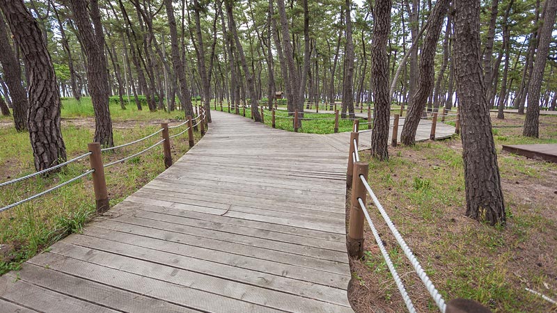 연곡솔향기캠핑장