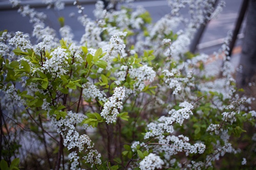 화양연화 뜻 이미지 입니다.