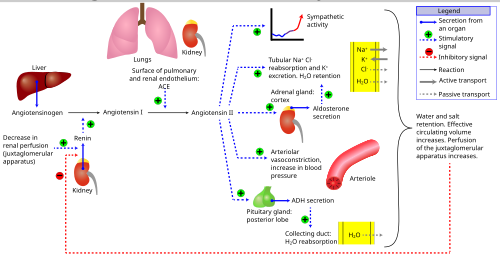 말린다주의 주성분은 안지오텐신 전환 효소(ACE)를 억제