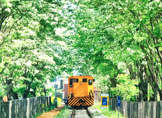 전주 이팝나무 축제 