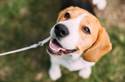 쳐다보는 강아지