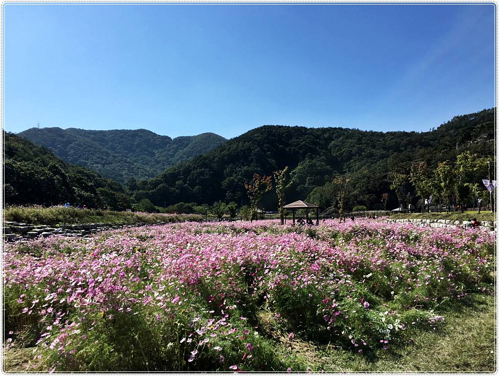 정읍구절초축제