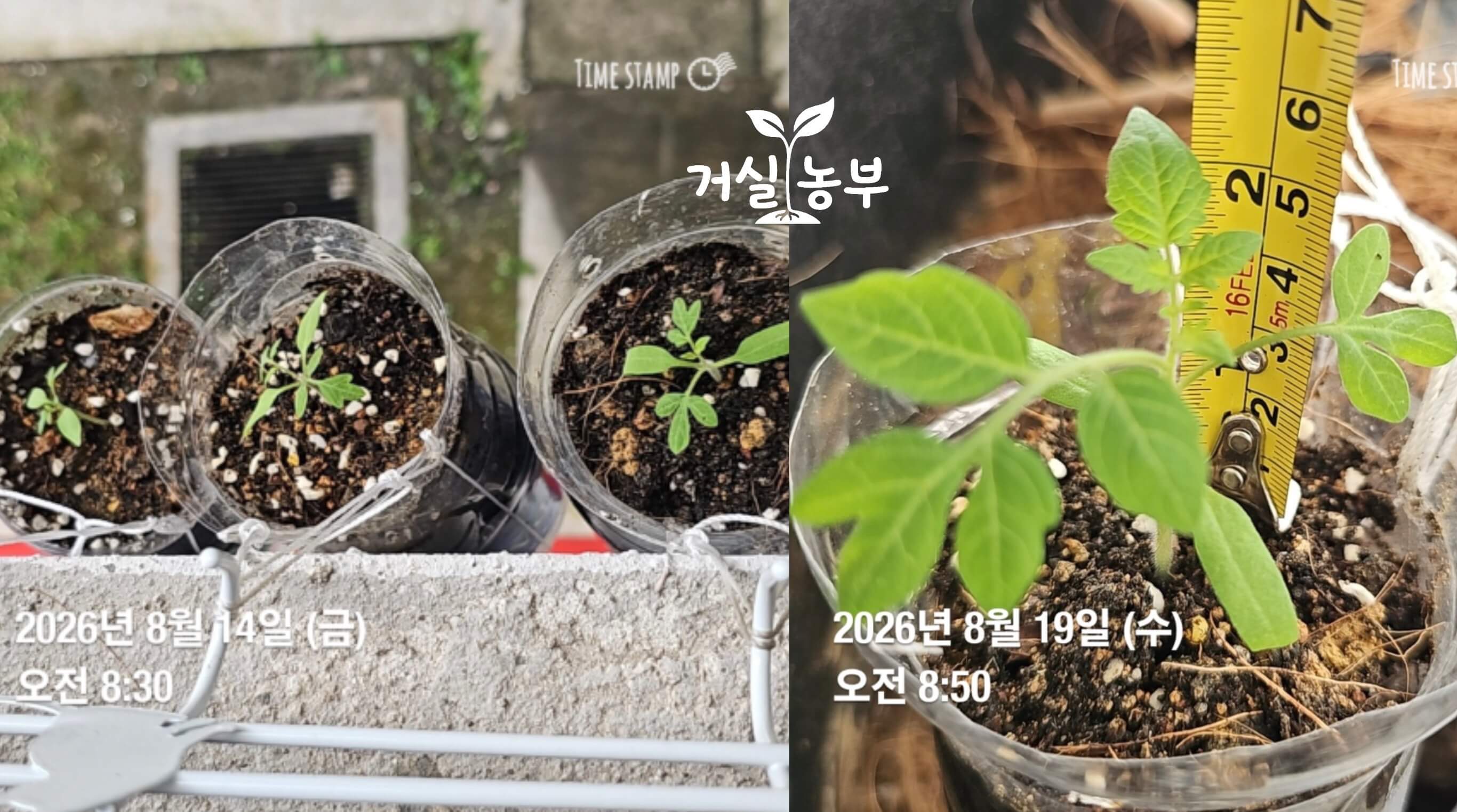 베란다 난간 바깥쪽에서 줄기가 짧고 잎 사이 간격이 촘촘하게 자란 방울토마토 모종