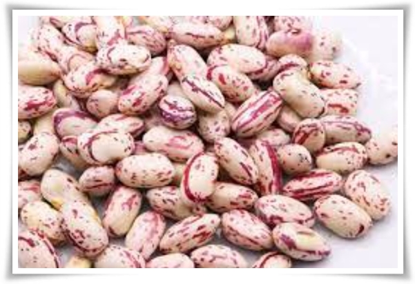 텃밭 &quot;5월, 강낭콩 심으세요!&quot; 콩알 콩알 재미가 톡톡, 쑥쑥 자라는 기쁨!