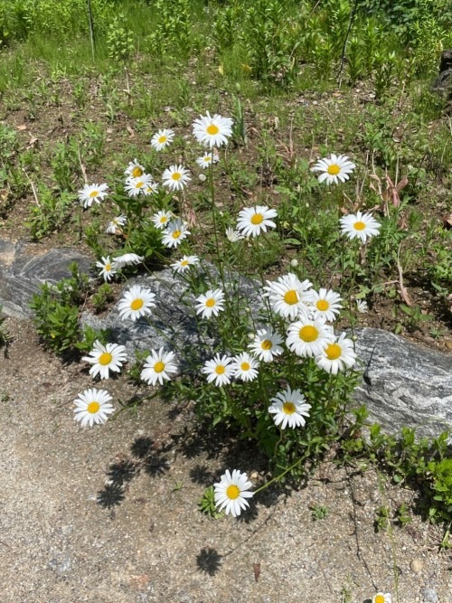 양평 세미원 연꽃