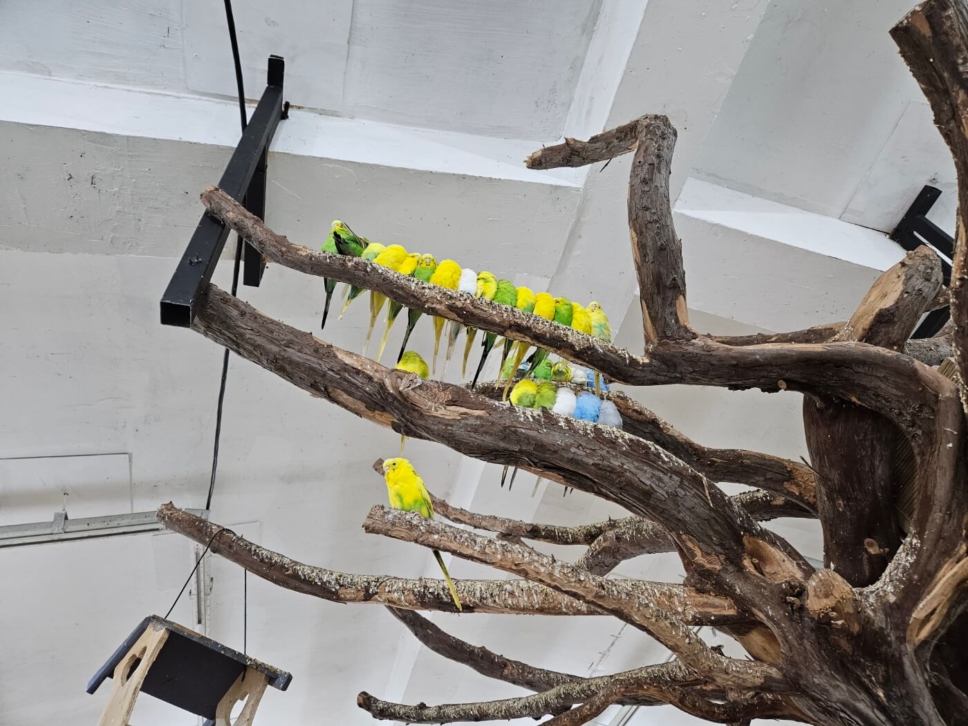 새별프렌즈 앵무새