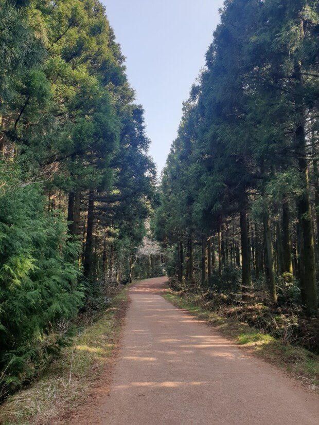 제주 사려니 숲길