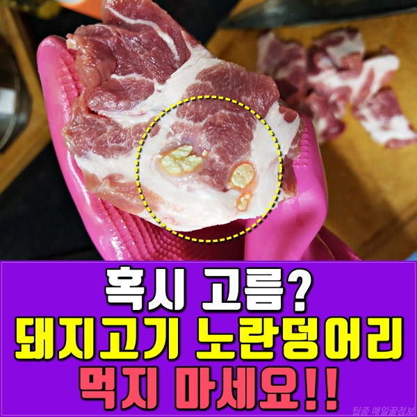 돼지고기 목살 고름 덩어리 앞다리살 뒷다리살 주사자국,돼지열병