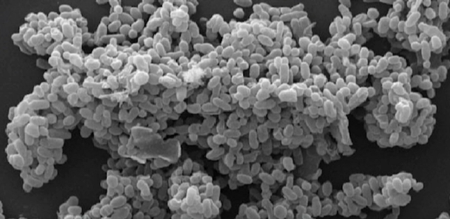 혈당유산균 효능