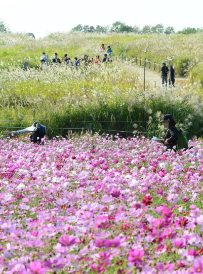가을에 피는 꽃 종류 코스모스-하늘공원