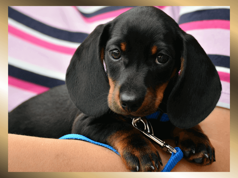 목줄을-하고-팔에-안겨있는-닥스훈트-강아지