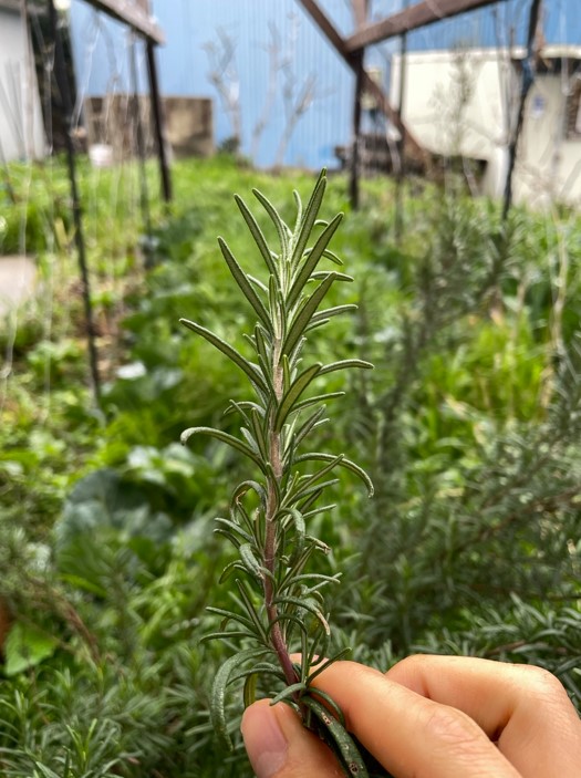 생태 자연 유기농 텃밭에서 재배하는 로즈마리를 촬영해 보았습니다.