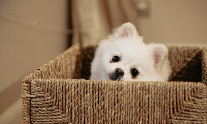 상자 안에서 포메라니안 성견 1마리가 고개만 내밀고 있음