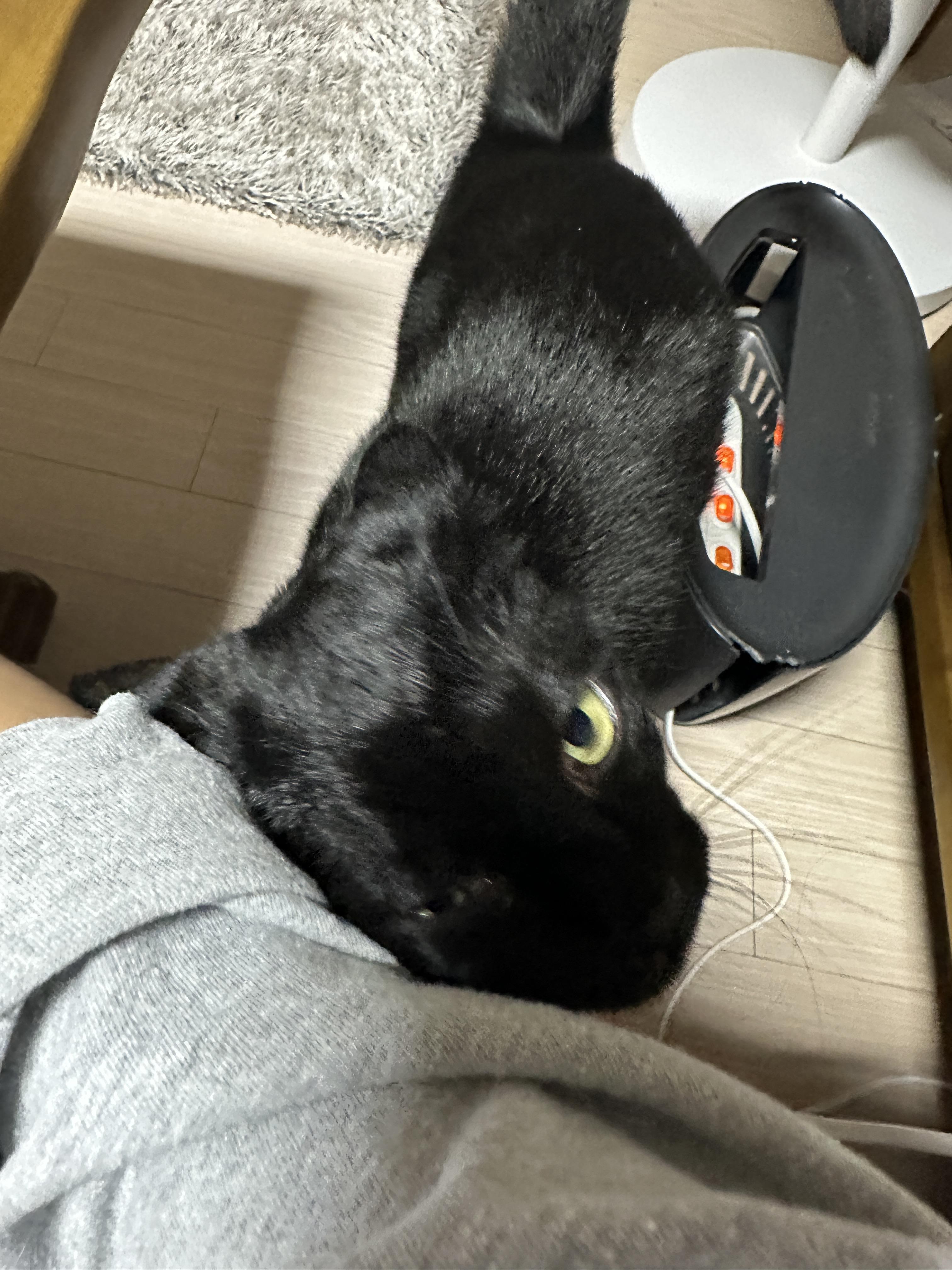 똑똑한 고양이 건이가 엄마한테 관심을 요구하는 방법 (feat. 애교많은 고양이)