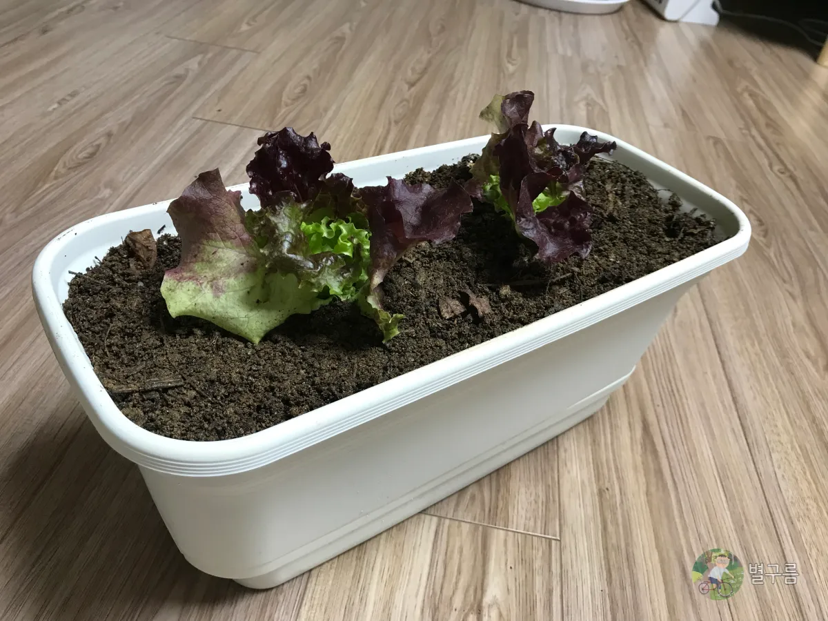 다이소-화분에-심긴-상추