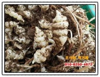 초석잠 재배 씨눈 맞추기 보온 피복 수확 정리_8