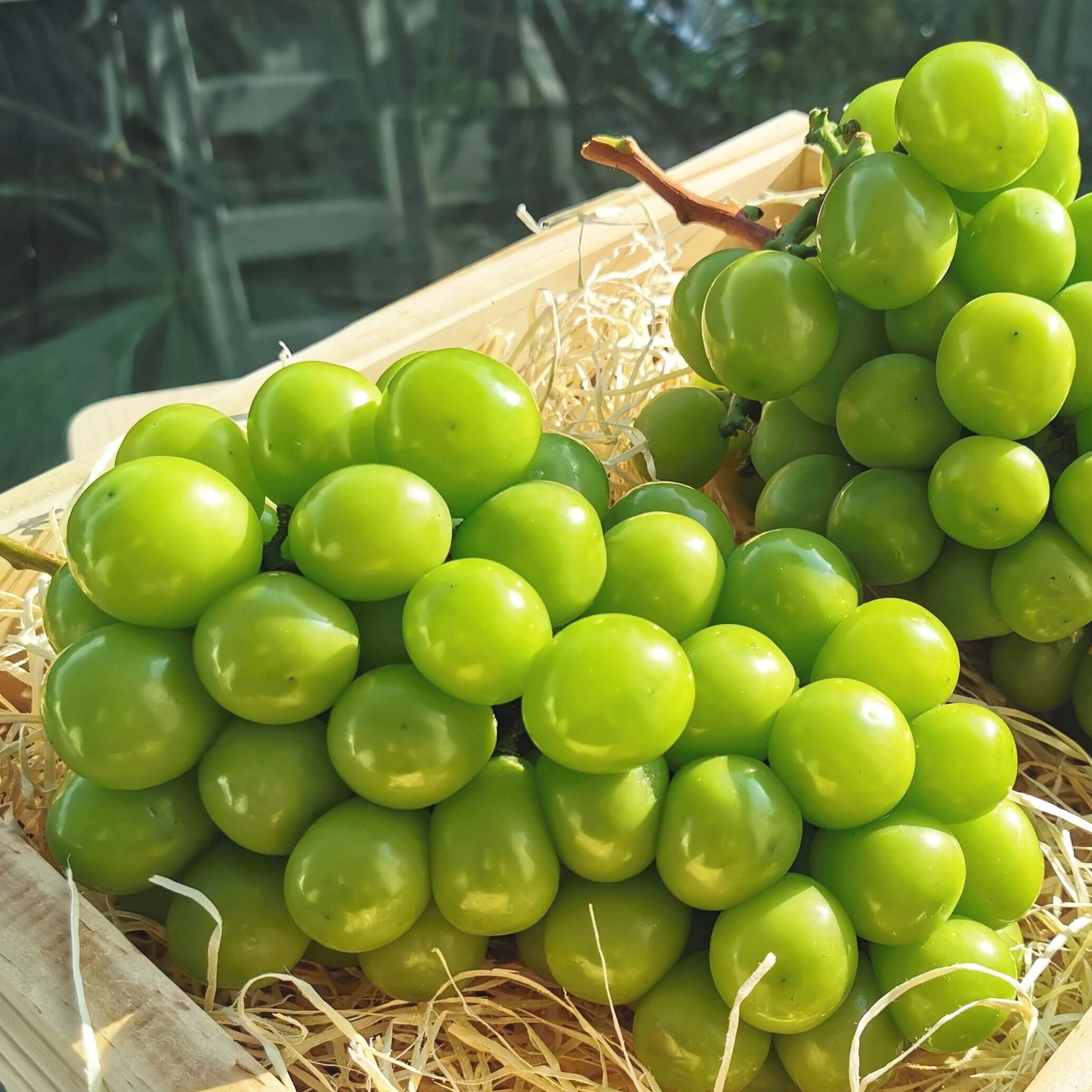 면역 기능을 향상 01