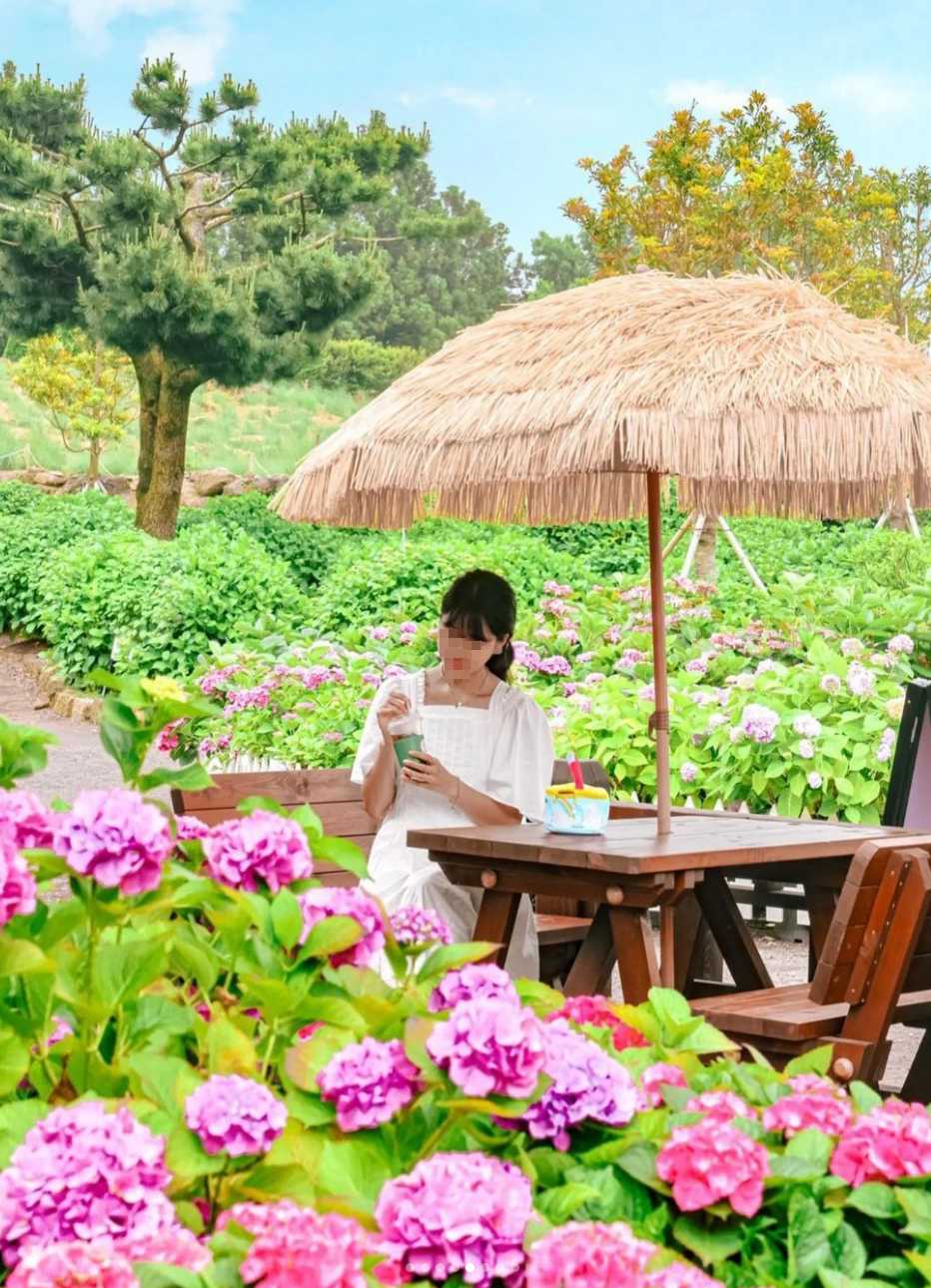 휴애리 수국축제