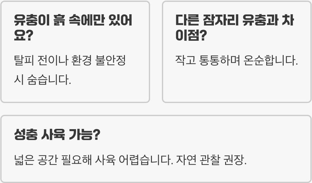 가을의 상징 고추잠자리 키우기 A to Z (유충 채집부터 성충까지)