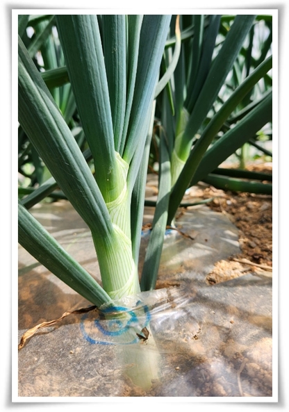 "10월, 양파 심으세요!" 건강한 양파 키우기 완벽 가이드!