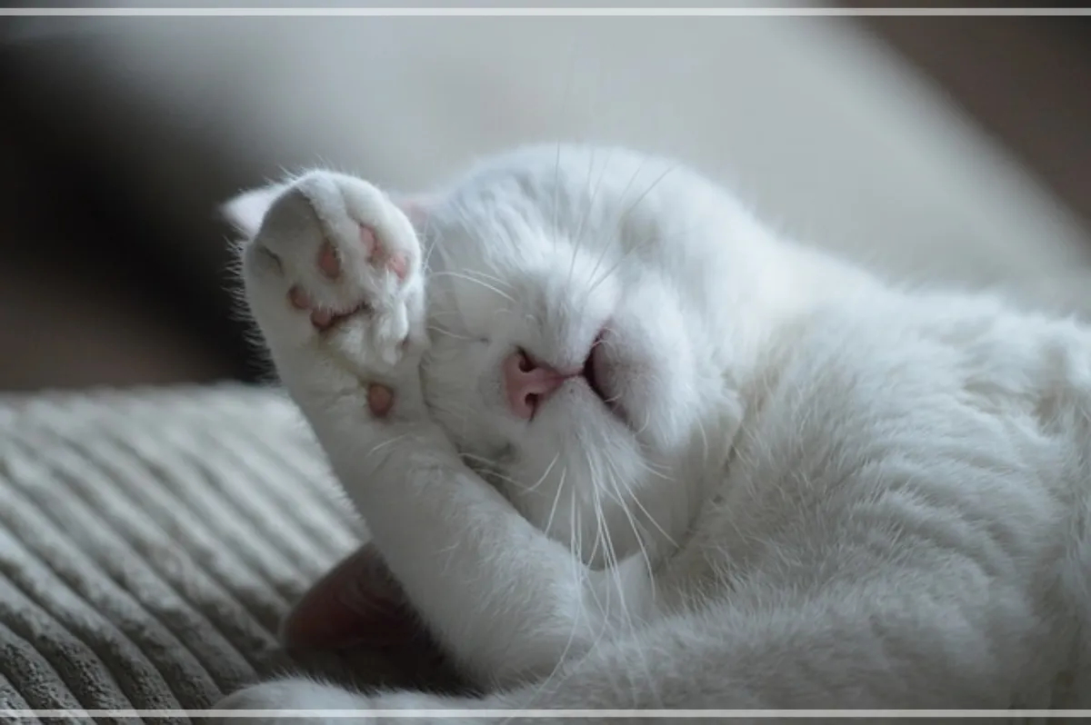 고양이-심장사상충-고양이가-얼굴을-닦고-있다