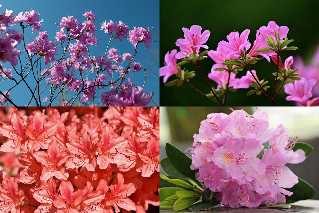 진달래 개화시기