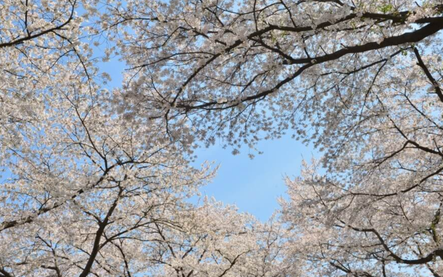 충청도 수안보 벚꽃 명소 시기 만기 벚꽃 드라이브하기 좋은 곳