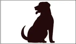 애완견을 부르는꿈