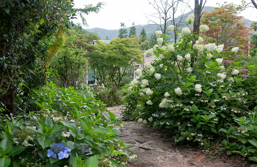 고성 그레이스정원 수국, 상리연꽃공원 여행 후 들르기 딱 좋은 감성 명소
