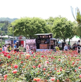 2025 삼척 장미공원 장미꽃 축제