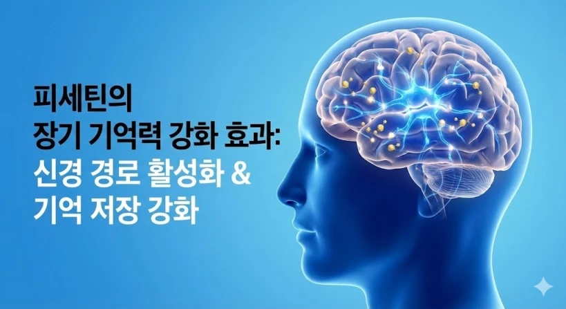 뇌 속의 신경세포(뉴런)들이 서로 강력하게 연결되며 밝은 빛을 발하는 모습을 형상화한 3D 일러스트입니다. 피세틴 섭취로 인해 신경 경로가 활성화되고 기억이 견고하게 저장되는 '장기 기억력(Long-term Memory)' 강화 효과를 상징적으로 표현했습니다.